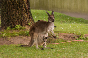 Baby Kangaroo & Momma