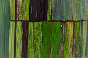 An aerial view of cash crops growing in the rich soil of the Holland Marsh
