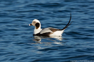 North American Long-tailed Duck